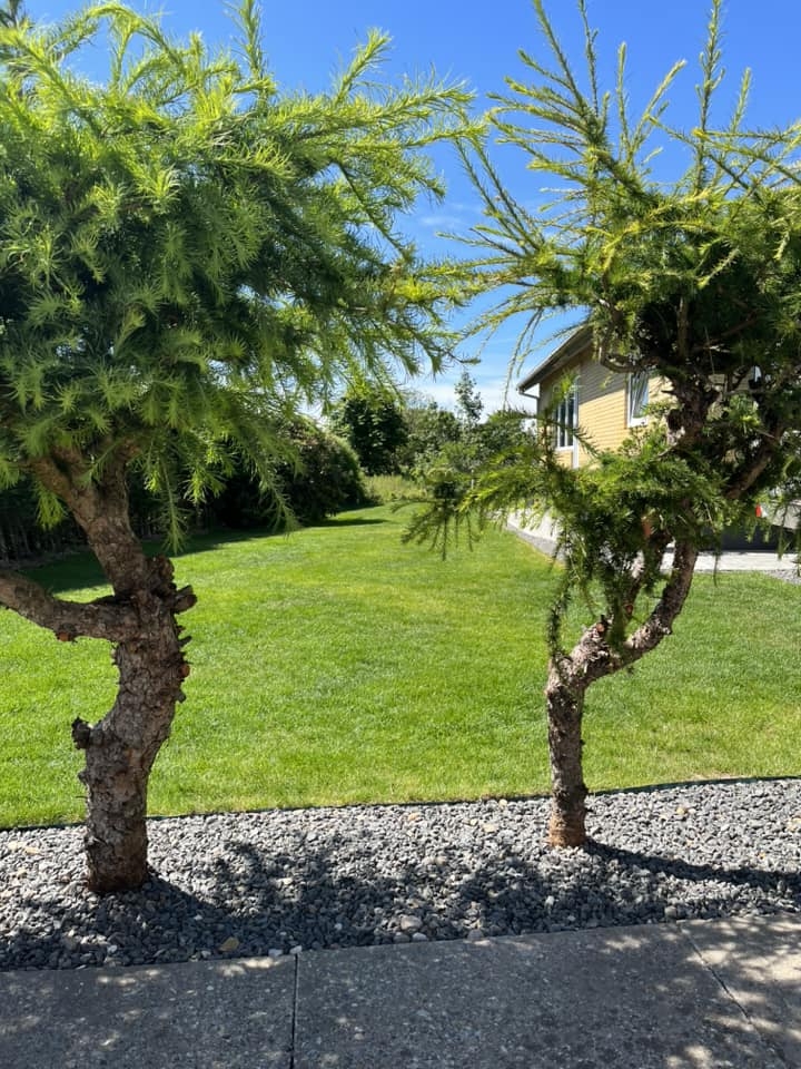 anlægning af græsplæne