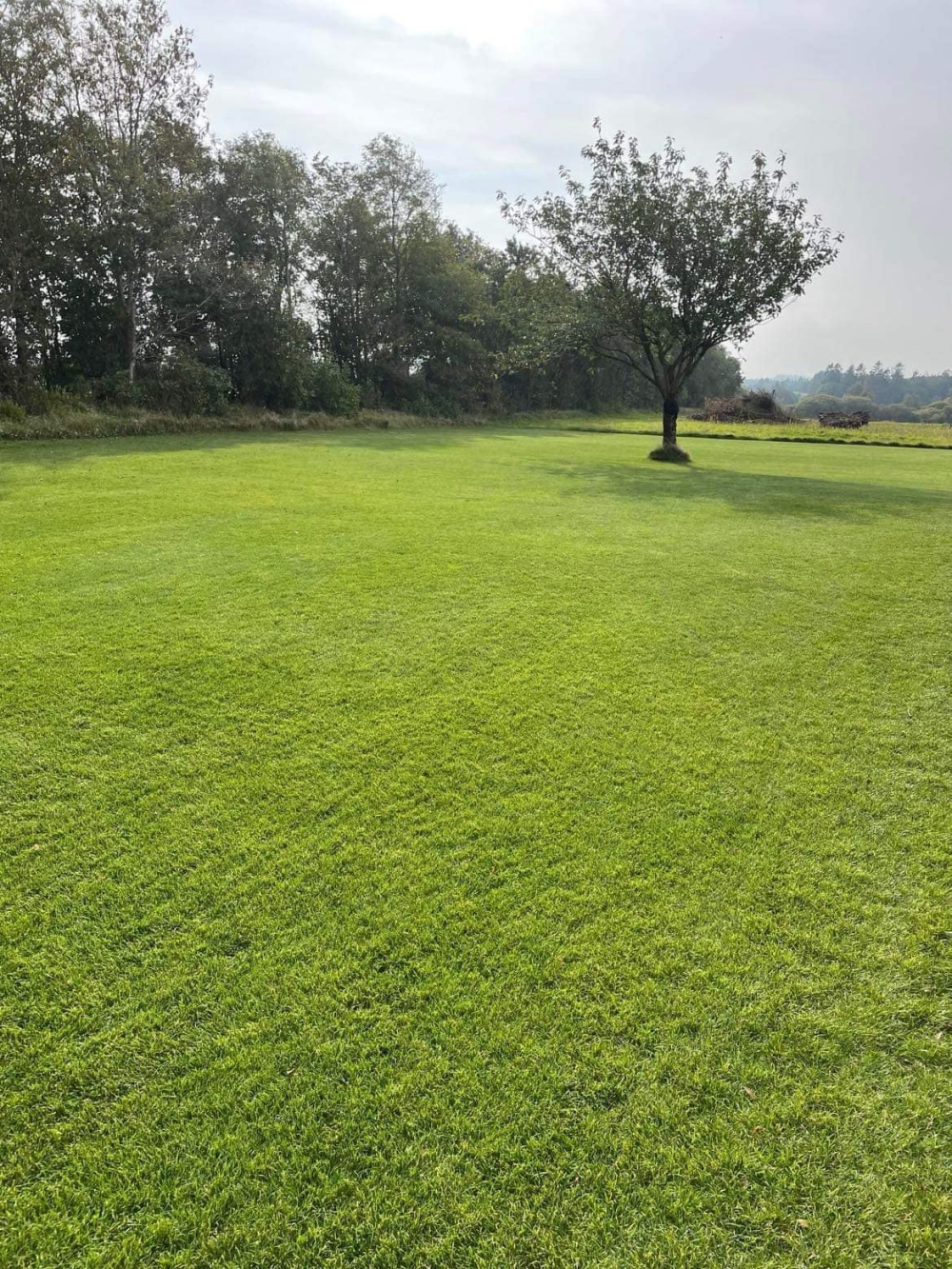 anlægning af græsplæne